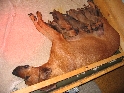 Klicken, um das Bild zu vergrern