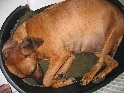 Klicken, um das Bild zu vergrern