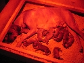 Klicken, um das Bild zu vergrern